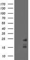 Receptor activity-modifying protein 2 antibody, M04768, Boster Biological Technology, Western Blot image 