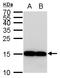 AIF1 antibody, TA308592, Origene, Western Blot image 