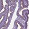 Sperm Associated Antigen 6 antibody, NBP1-80923, Novus Biologicals, Immunohistochemistry frozen image 