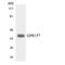 G Protein-Coupled Receptor 157 antibody, LS-C292013, Lifespan Biosciences, Western Blot image 