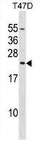 Eukaryotic translation initiation factor 3 subunit K antibody, AP51398PU-N, Origene, Western Blot image 