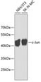 Jun Proto-Oncogene, AP-1 Transcription Factor Subunit antibody, 14-181, ProSci, Western Blot image 