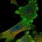Hemogen antibody, NBP1-84907, Novus Biologicals, Immunofluorescence image 