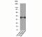 Cyclin D1 antibody, orb248183, Biorbyt, Western Blot image 