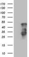 Homeobox C10 antibody, TA808891, Origene, Western Blot image 