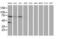 Ankyrin Repeat Domain 53 antibody, MA5-25470, Invitrogen Antibodies, Western Blot image 