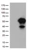 CD27 Molecule antibody, TA812362S, Origene, Western Blot image 