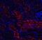 DNA Damage Inducible Transcript 4 antibody, A02019, Boster Biological Technology, Immunofluorescence image 