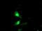 Exosome Component 7 antibody, NBP2-01732, Novus Biologicals, Immunocytochemistry image 