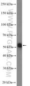 Nucleolar And Spindle Associated Protein 1 antibody, 12024-1-AP, Proteintech Group, Western Blot image 