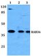 RAB36, Member RAS Oncogene Family antibody, PA5-37207, Invitrogen Antibodies, Western Blot image 