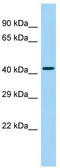 G Protein-Coupled Receptor 25 antibody, TA332064, Origene, Western Blot image 