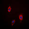 Cytochrome P450 Family 3 Subfamily A Member 4 antibody, LS-C352090, Lifespan Biosciences, Immunofluorescence image 