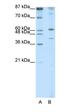 REX4 Homolog, 3'-5' Exonuclease antibody, orb324796, Biorbyt, Western Blot image 