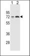 Cytochrome P450 2B6 antibody, TA324379, Origene, Western Blot image 
