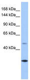 Calmin antibody, TA335462, Origene, Western Blot image 