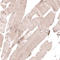 Ro52 antibody, HPA005673, Atlas Antibodies, Immunohistochemistry frozen image 