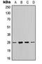 14-3-3 zeta antibody, orb224041, Biorbyt, Western Blot image 