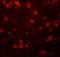 Protein FAM59B antibody, GTX85230, GeneTex, Immunohistochemistry paraffin image 