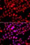 DnaJ homolog subfamily C member 7 antibody, orb69737, Biorbyt, Immunofluorescence image 