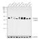 Small nuclear ribonucleoprotein-associated protein B antibody, PA5-27559, Invitrogen Antibodies, Western Blot image 