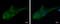 RAS P21 Protein Activator 3 antibody, GTX115632, GeneTex, Immunofluorescence image 