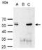 POU Class 3 Homeobox 2 antibody, GTX114650, GeneTex, Immunoprecipitation image 