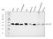 Mitochondrially Encoded Cytochrome C Oxidase II antibody, A03631-1, Boster Biological Technology, Western Blot image 