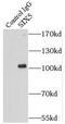 SIX Homeobox 5 antibody, FNab07889, FineTest, Immunoprecipitation image 