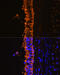 Cytochrome C Oxidase Subunit 5B antibody, 18-748, ProSci, Immunoprecipitation image 