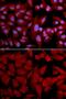 Proteasome Subunit Alpha 4 antibody, GTX54544, GeneTex, Immunocytochemistry image 