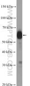 SLAMF6 antibody, 22711-1-AP, Proteintech Group, Western Blot image 