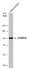 NCK Interacting Protein With SH3 Domain antibody, GTX116172, GeneTex, Western Blot image 