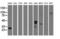 Growth arrest-specific protein 7 antibody, LS-C115682, Lifespan Biosciences, Western Blot image 