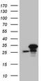 Serine And Arginine Rich Splicing Factor 9 antibody, CF808492, Origene, Western Blot image 