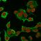 Keratin 8 antibody, GTX34663, GeneTex, Immunofluorescence image 