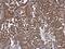 Atrial natriuretic peptide receptor 3 antibody, GTX110023, GeneTex, Immunohistochemistry paraffin image 