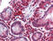 Matrix Gla protein antibody, 26-600, ProSci, Immunohistochemistry paraffin image 