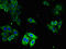 Ryanodine Receptor 1 antibody, orb242301, Biorbyt, Immunofluorescence image 