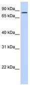 Kizuna Centrosomal Protein antibody, TA346629, Origene, Western Blot image 