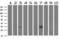 Myeloid Leukemia Factor 1 antibody, LS-C796791, Lifespan Biosciences, Western Blot image 