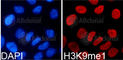 Histone Cluster 3 H3 antibody, A2358, ABclonal Technology, Immunofluorescence image 