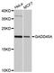 Growth arrest and DNA damage-inducible protein GADD45 alpha antibody, LS-C747126, Lifespan Biosciences, Western Blot image 