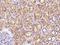 Rho GTPase Activating Protein 11A antibody, 107604-T08, Sino Biological, Immunohistochemistry frozen image 