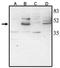 Visual system homeobox 2 antibody, AP05111PU-N, Origene, Western Blot image 