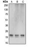 Cerebellin 4 Precursor antibody, LS-C353646, Lifespan Biosciences, Western Blot image 