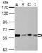 Polypyrimidine Tract Binding Protein 1 antibody, PA5-27429, Invitrogen Antibodies, Western Blot image 
