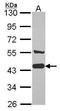 AHSA1 antibody, GTX102321, GeneTex, Western Blot image 