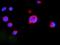 Mitogen-Activated Protein Kinase Kinase 2 antibody, A00996-2, Boster Biological Technology, Immunofluorescence image 