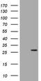 BCL2 Interacting Protein 1 antibody, TA802191BM, Origene, Western Blot image 